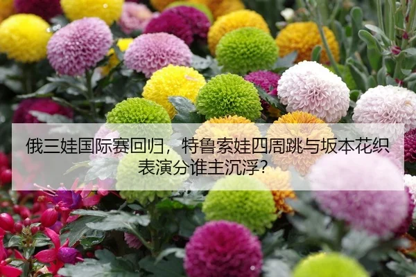 俄三娃国际赛回归，特鲁索娃四周跳与坂本花织表演分谁主沉浮？